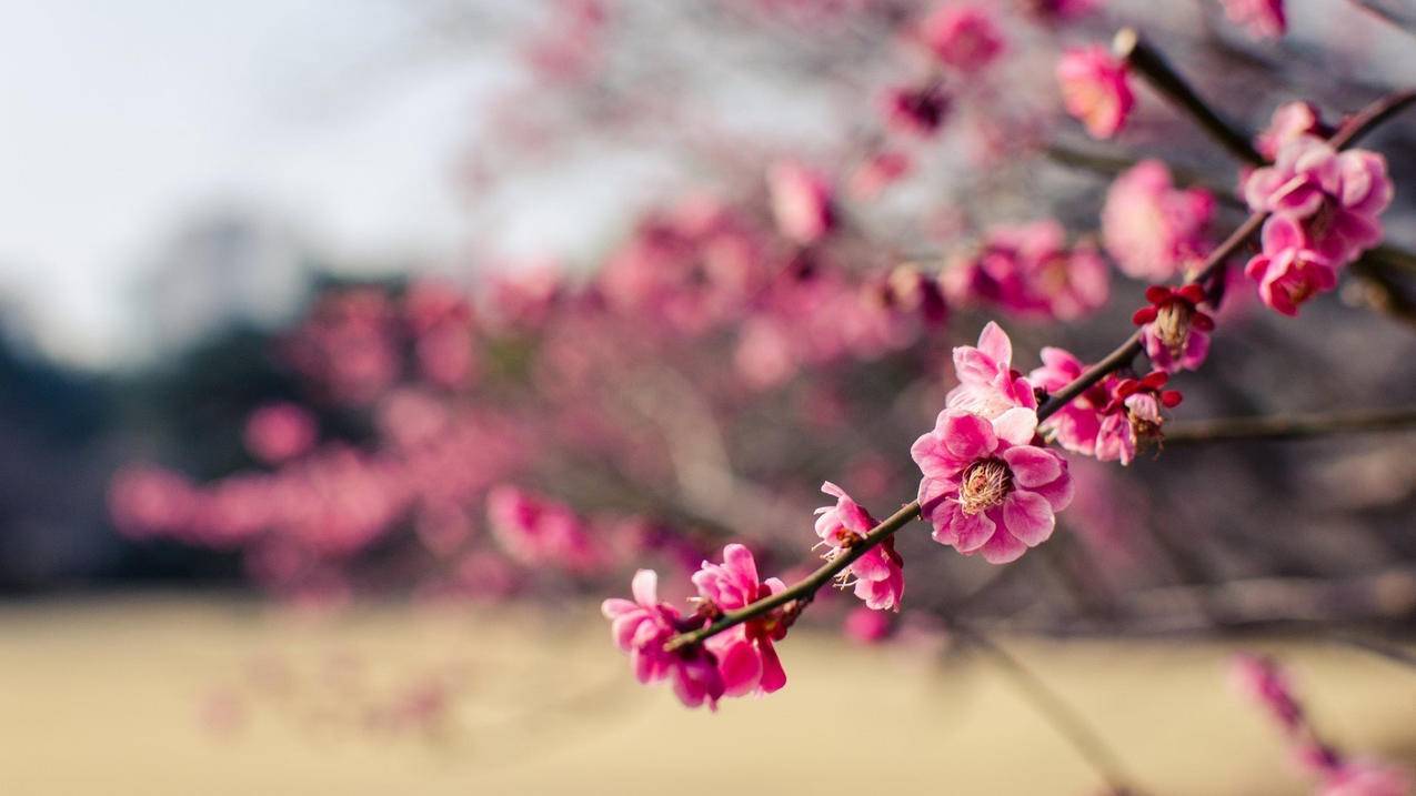 颜夕卡盟腾族代刷网 - 快手免费刷双击业务-全网最低代刷-业务网qq平台