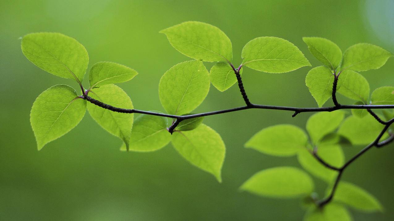 帮人刷人气-全国最大最便宜代刷网快手,刷快手赞软件网站免费,免费推广平台