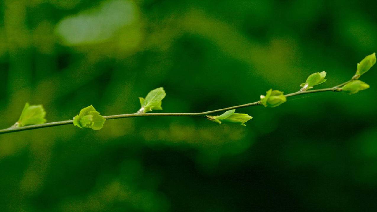 自动下单快手 - 快手卡盟秒单-快手刷50个活粉