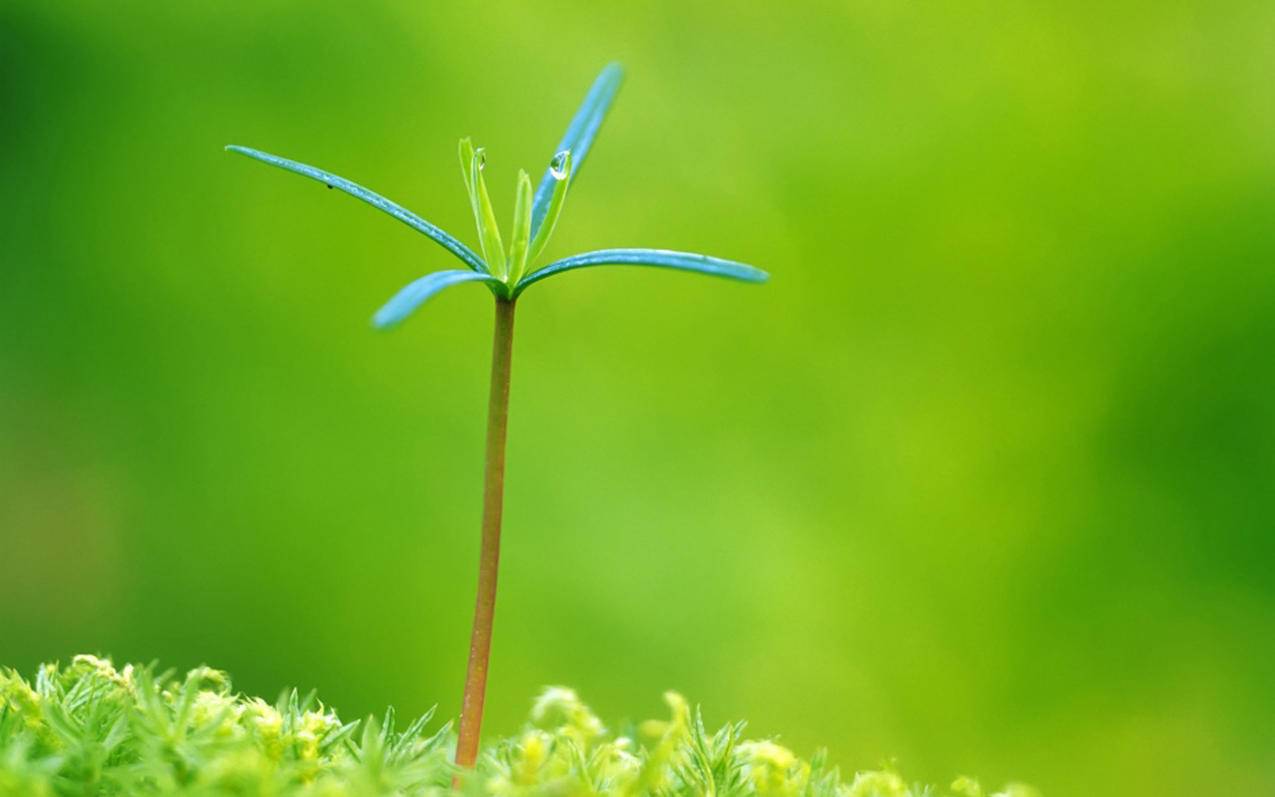 快手清粉网站-qq代刷平台业务,快手刷赞网站墨言大平台,快手免费业务代刷网