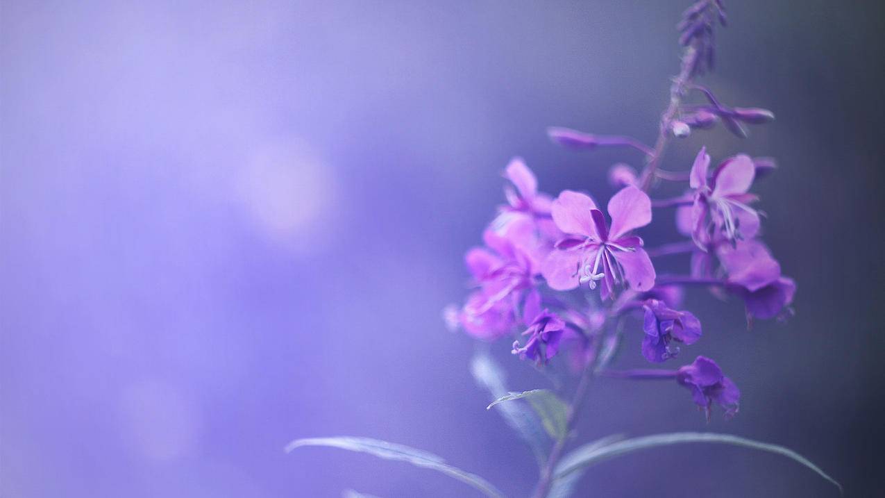 代刷赞平台快手抖音 - 低价刷空间说说赞网站,抖音刷赞评论团队,卡盟QQ红包刷赞