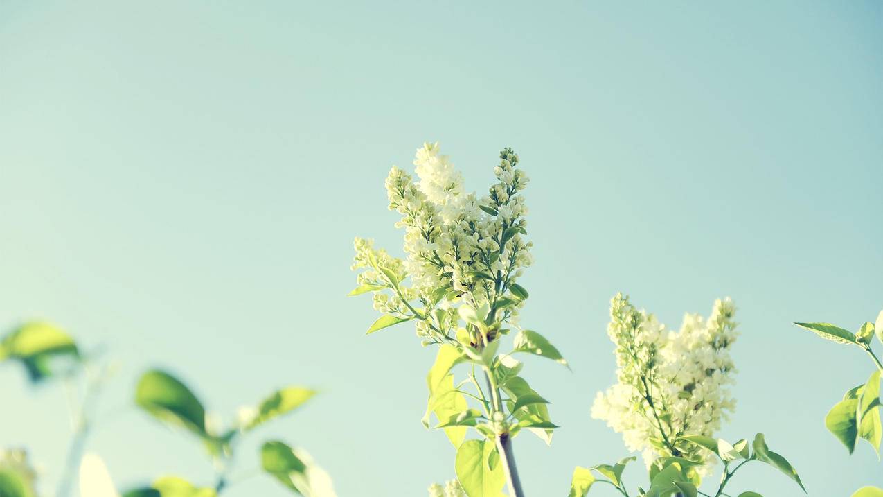 免费互粉软件下载苹果 - 蘑菇qq刷赞网,空间刷赞免费平台推广qq,可诺代刷自助下单平台