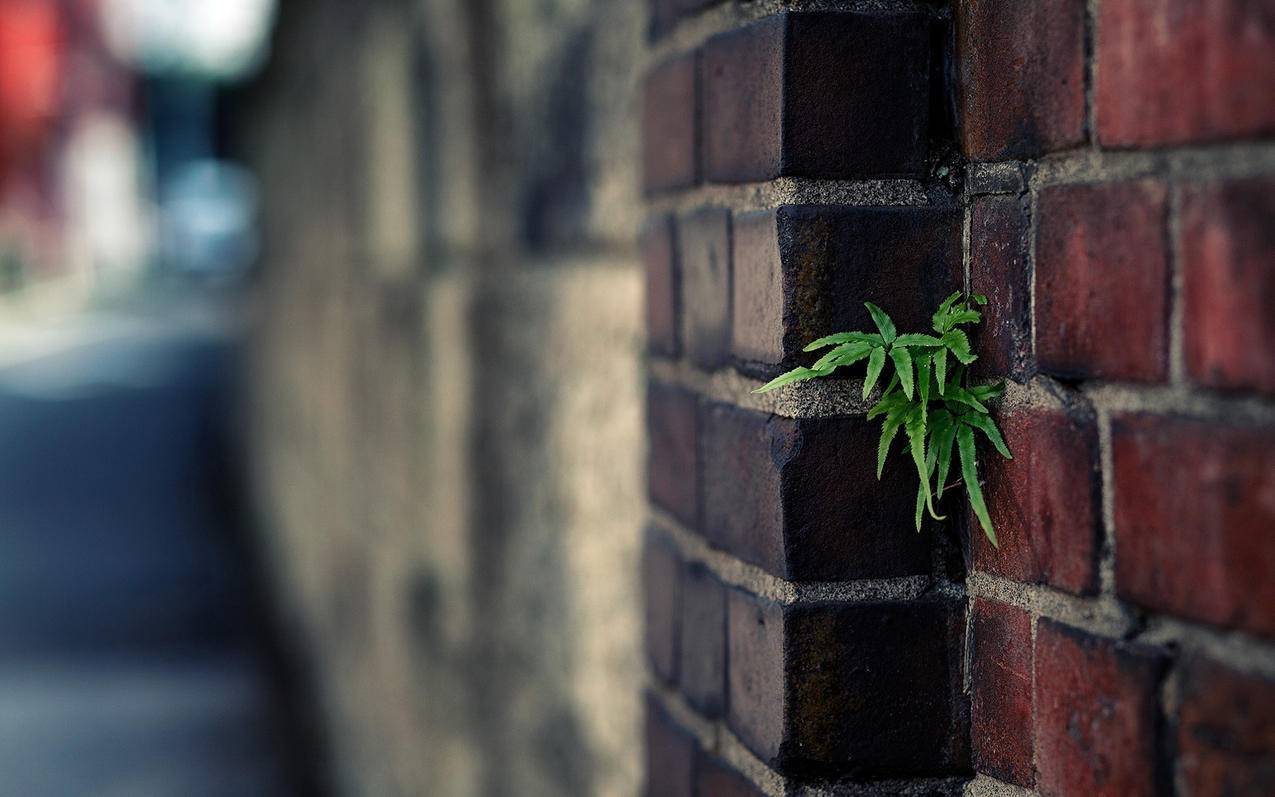 快手刷活粉丝软件两元一百 - qq空间说说刷访客平台低价,快手点赞代刷网平台快速_刷抖音业务的网站CC