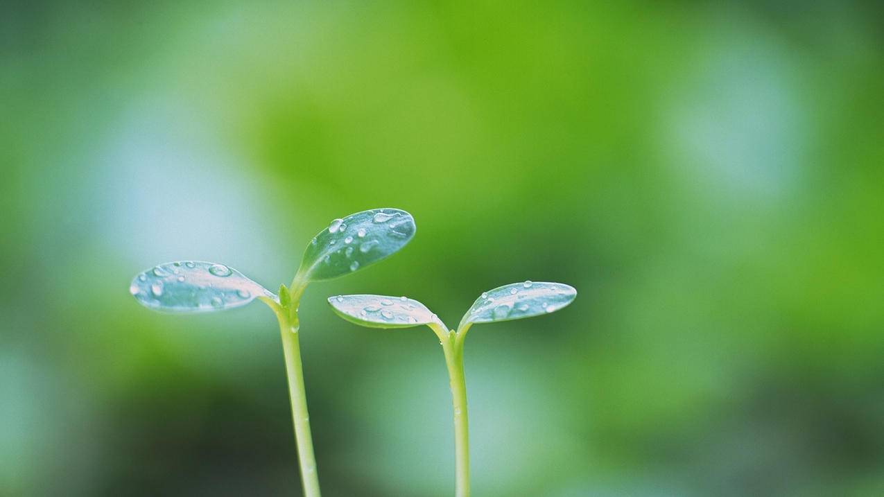 QQ空间访客秒刷 -