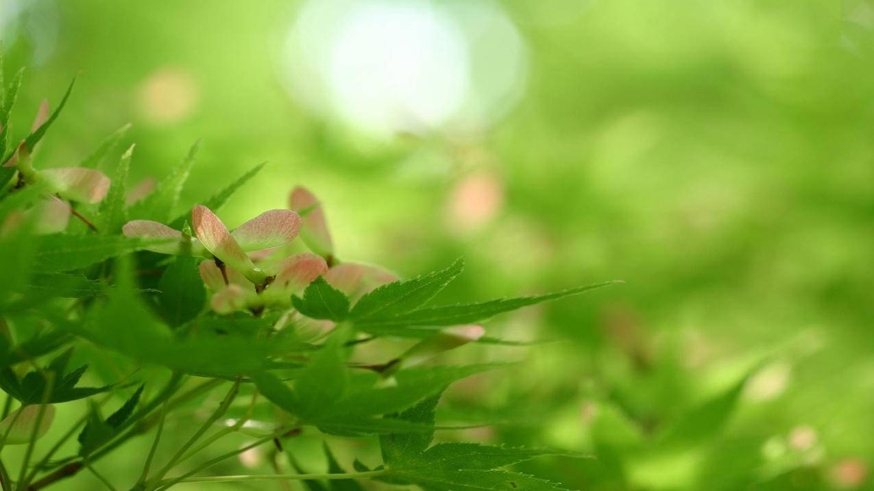 雷神代刷网免费 - 