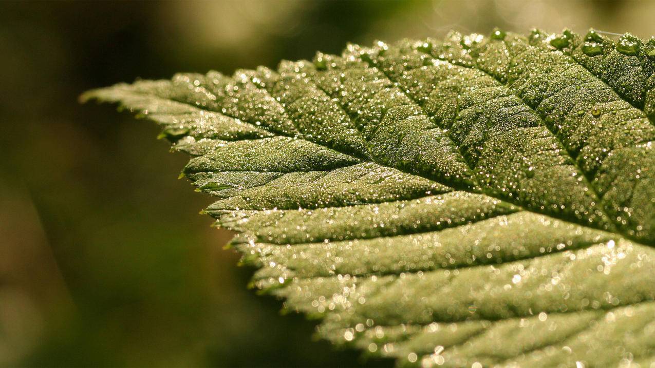 刷快手点赞网页 - 佳哥代刷快手