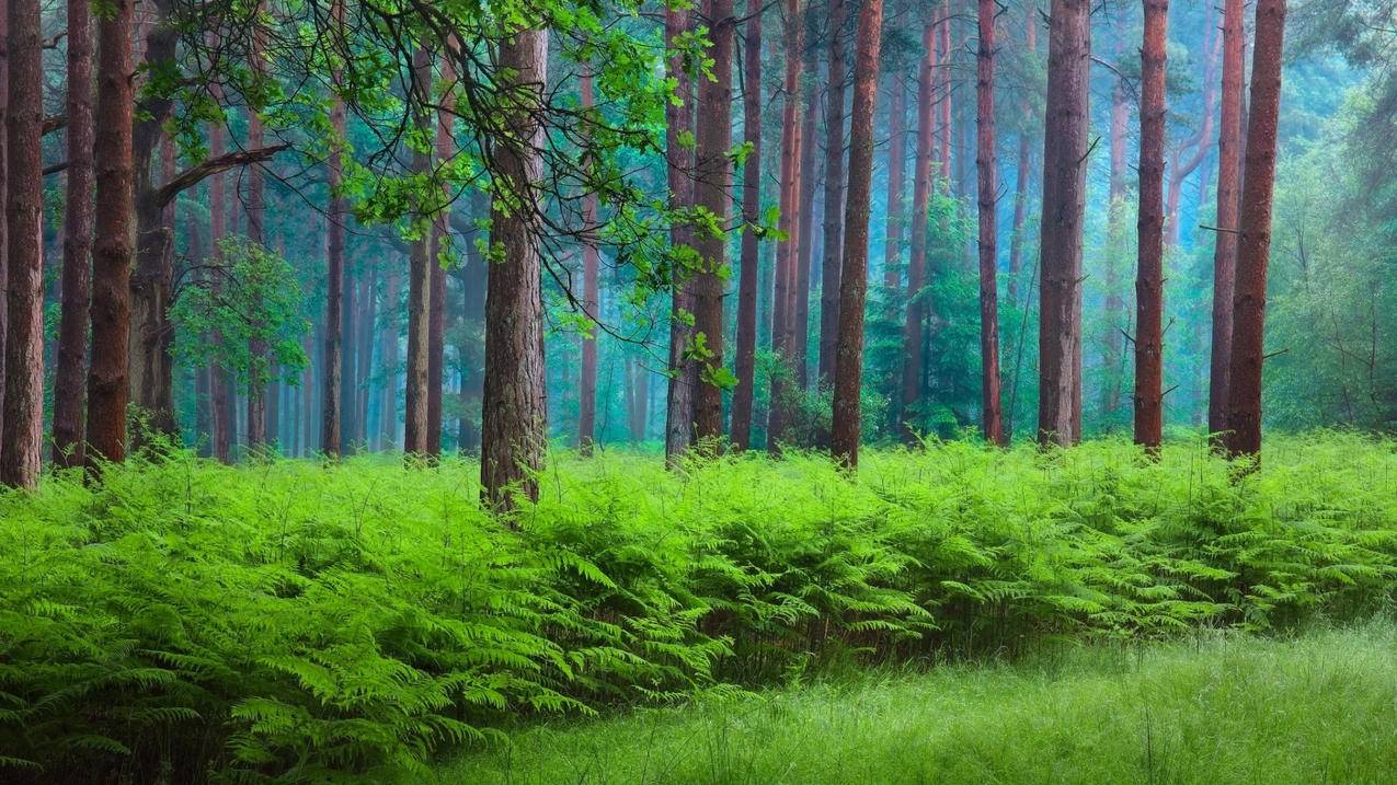 快手免费刷双击自助下