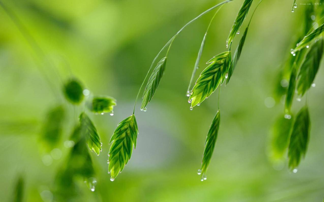 花椒直播刷关注软件 