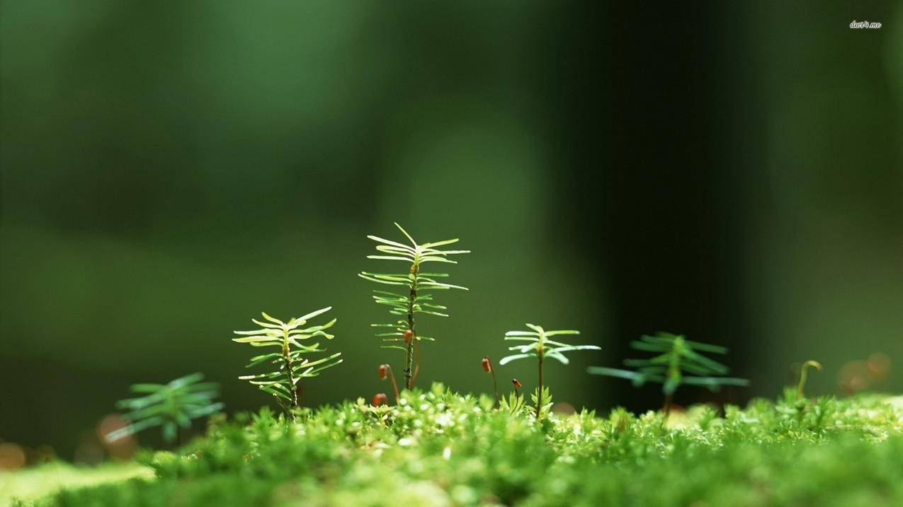 快手点赞购买-qq刷空间赞,刷皮皮虾粉丝,快手快刷双击网站平台