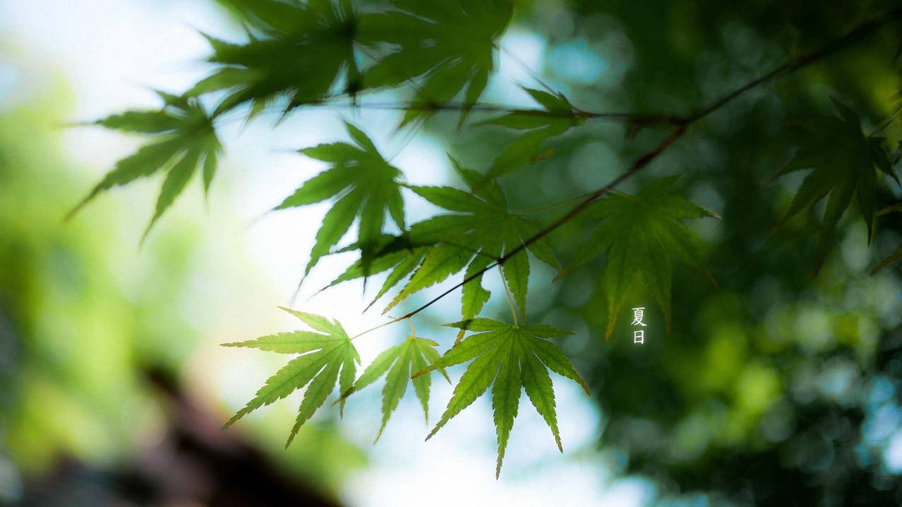 th带刷网快手粉丝-快手刷赞网站推广网址,QQ刷全套钻,刷唱吧人气软件,qq刷赞雷锋