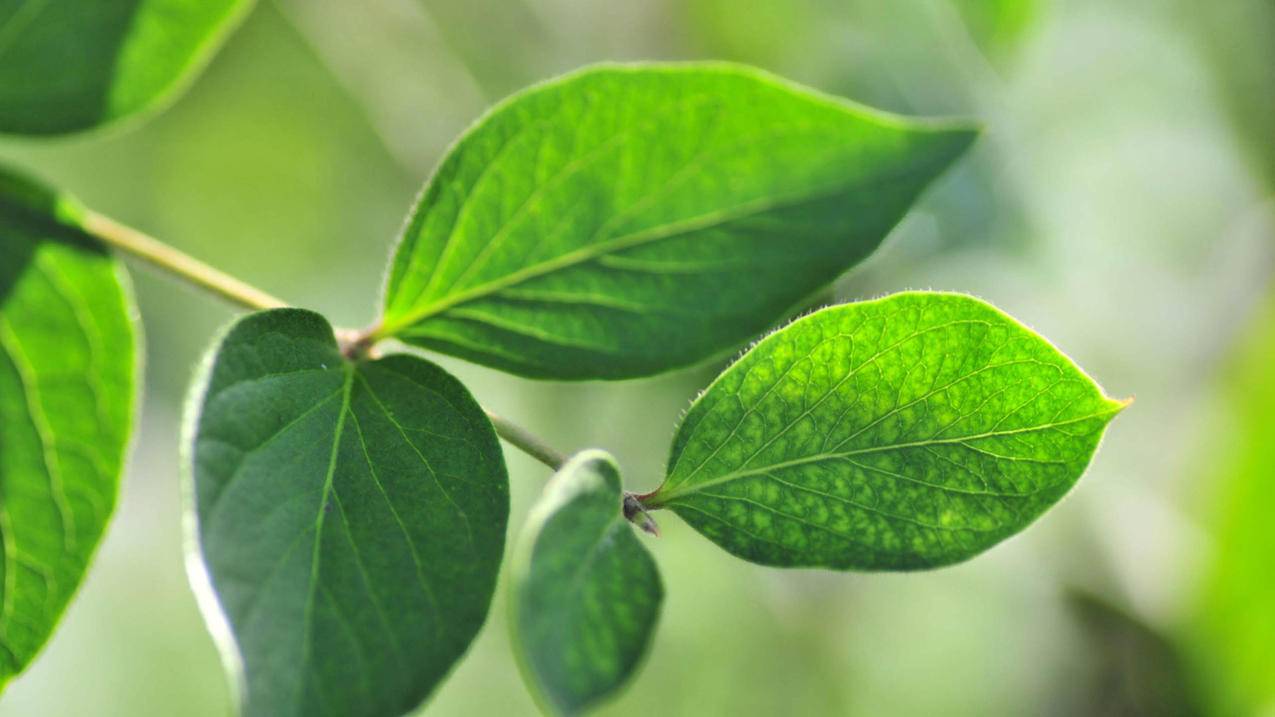 雷神工业 - 免费访客代刷网,qq代刷网-刷赞平台,抖音免费刷赞苹果手机