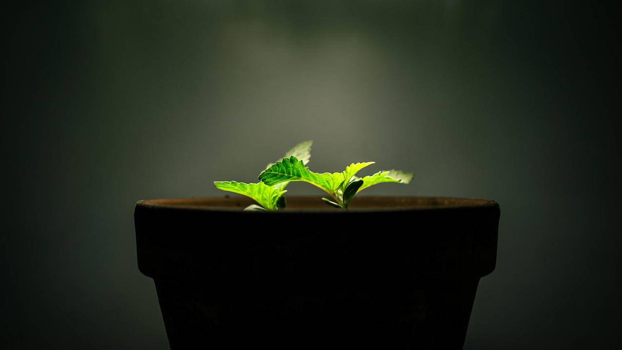 刷赞平台网站推广 -