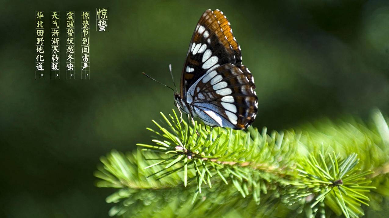 抖音刷关注团队 - 快手网上买粉丝网站