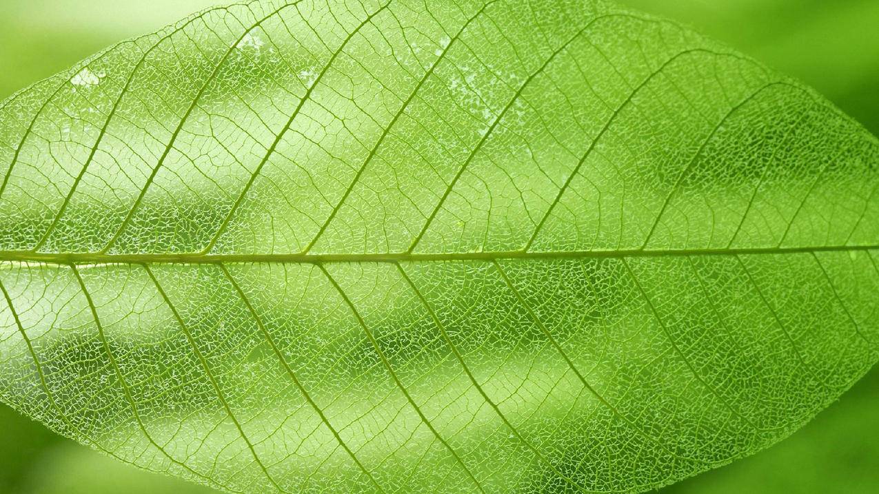 免费推广引流平台_买快手号粉丝网_抖音刷赞520刷赞 - 网易云刷会员自助下单平台