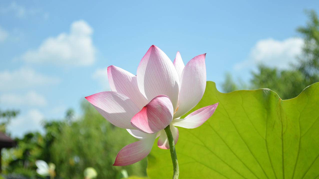 QQ人气刷赞平台苹果版 - 快手刷赞10-手机qq免费刷赞应用