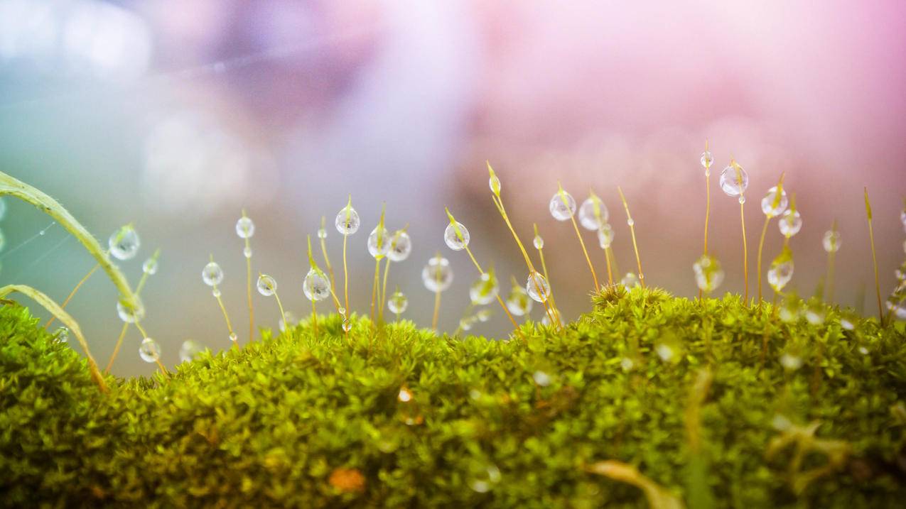 刷王者营地荣耀币软件