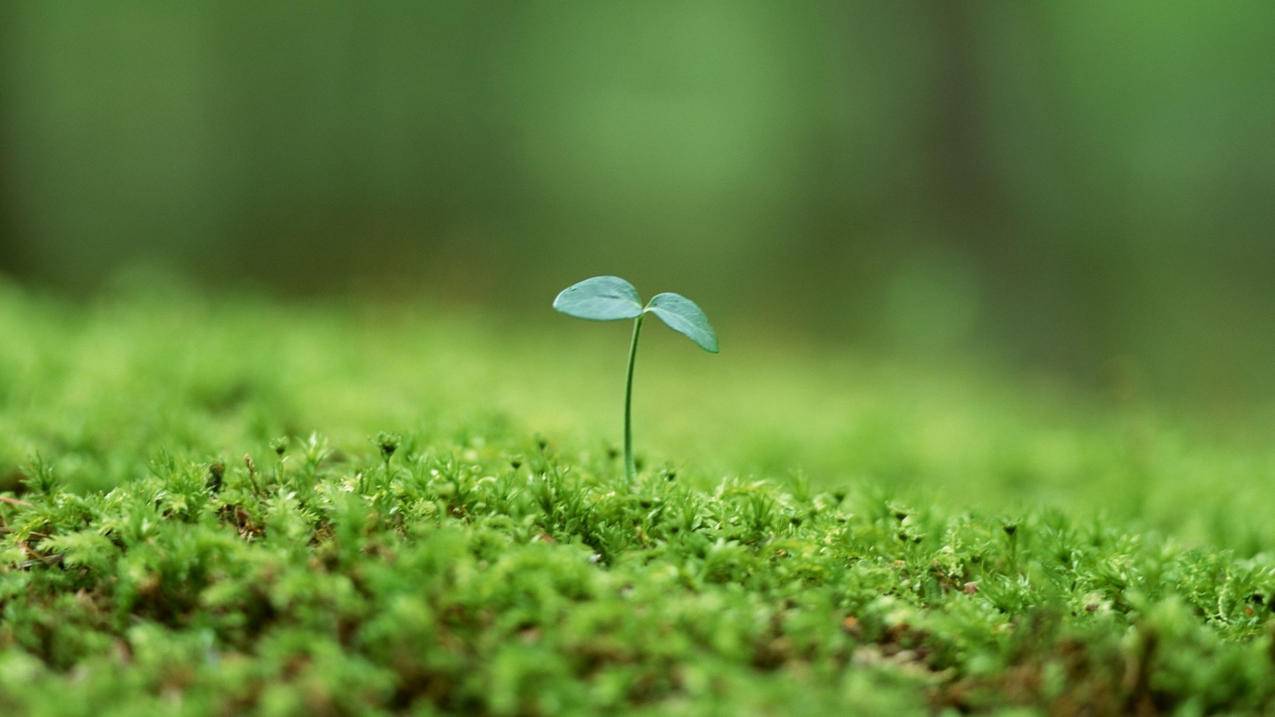 qq空间说说刷赞墨言