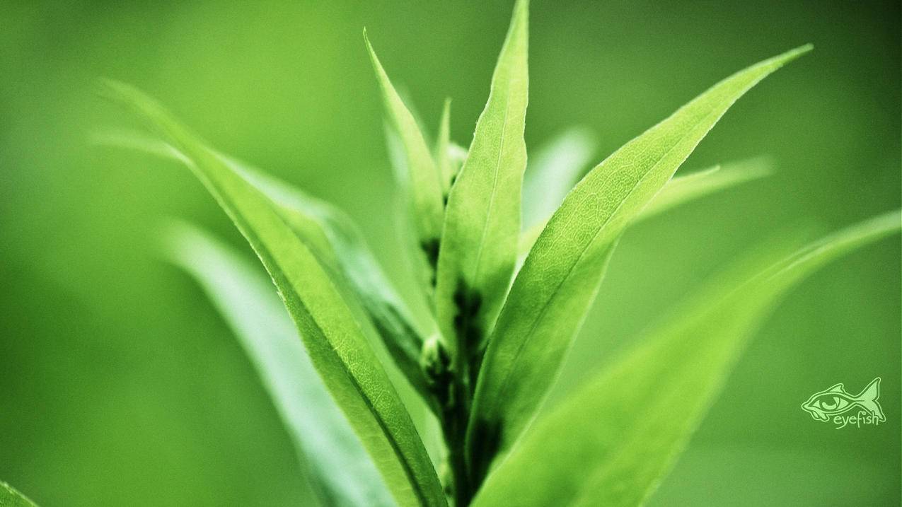 QQ空间说说评论网站-刷东西网站全网最便宜,快手24小时自助刷单,24小时代刷网自助下单免费,快手播人气在线刷