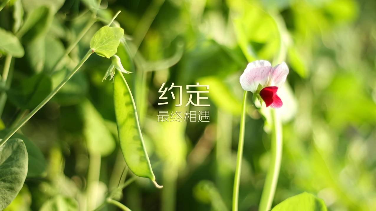 QQ刷赞狂人大师-免