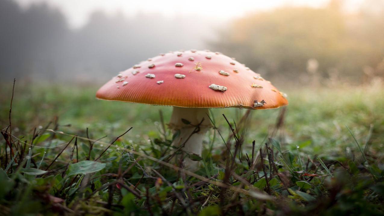 快手刷赞平台墨言代刷网,抖音免费刷一万赞,飞云直播刷人气软件-免费qq自动刷赞